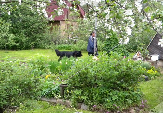 Фото: ньюфаундленд Целого Мира Мало из Аркаима (Tselogo Mira Malo iz Arkaima), Анна Ковалёва