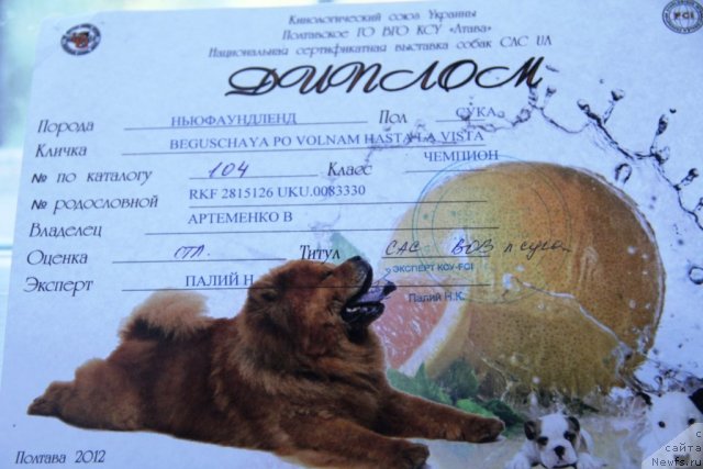 Фотография № 97772