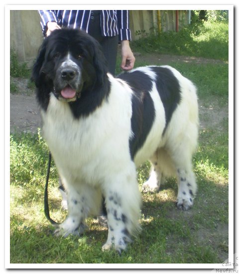 Фото: ньюфаундленд Кара Аюлар Аврора Поларис