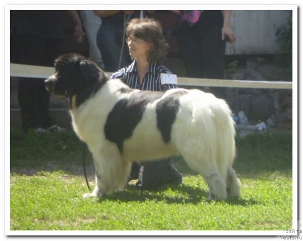 Фото: ньюфаундленд Кара Аюлар Аврора Поларис