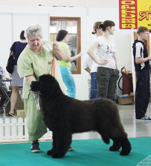 Фото: Галина Бондаренко, ньюфаундленд Акватория Келвин Урса Хай Спирит (Aquatoria Kelvin Ursa High Spirit)