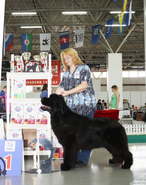 Фото: Юлия Ястребова, ньюфаундленд Акватория Келвин Королева Марго