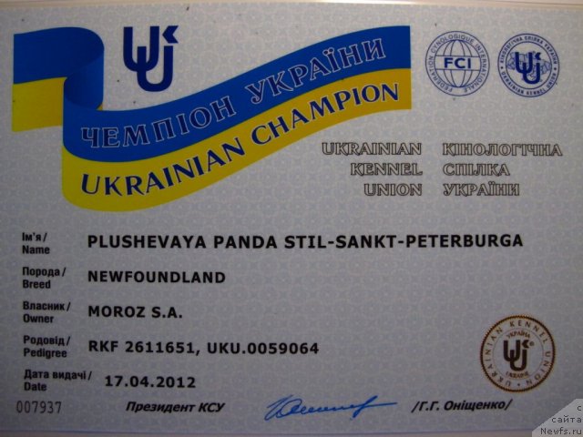 Фото: ньюфаундленд Плюшевая Панда Стиль-Санкт-Петербурга