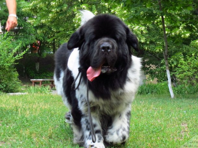 Фото: ньюфаундленд Плюшевая Панда Стиль-Санкт-Петербурга