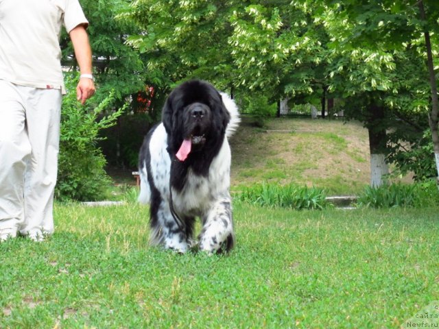 Фото: ньюфаундленд Плюшевая Панда Стиль-Санкт-Петербурга