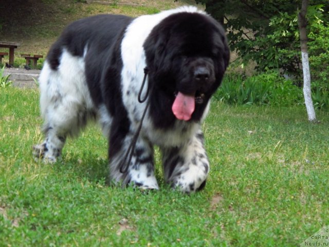 Фото: ньюфаундленд Плюшевая Панда Стиль-Санкт-Петербурга