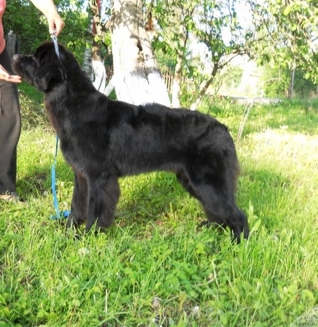 Фото: ньюфаундленд Примадонна Климская