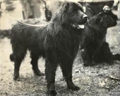 Фото: ньюфаундленд Меандр