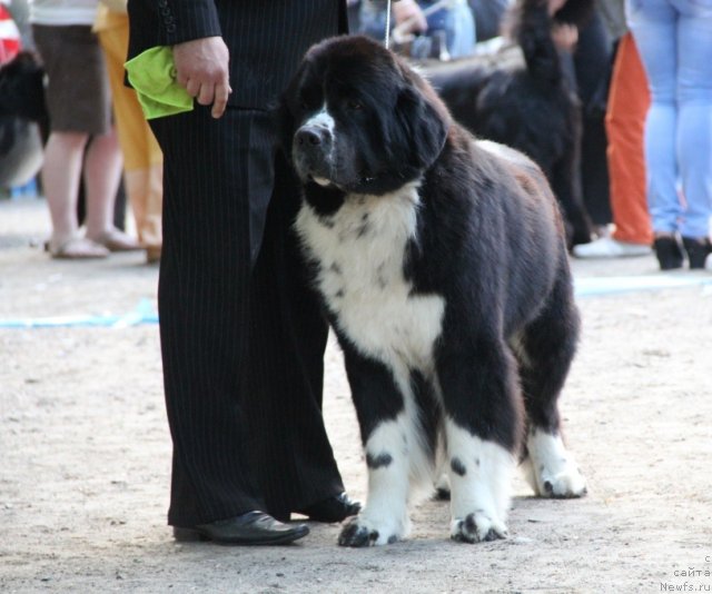 Фото: ньюфаундленд Abbat Black Sabbath Super Mishka