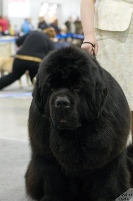 Фото: ньюфаундленд King of Helluland Viking