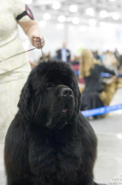 Фото: ньюфаундленд King of Helluland Viking