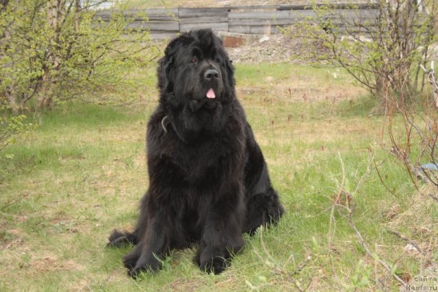 Фото: ньюфаундленд Fortuna of Giant's Island