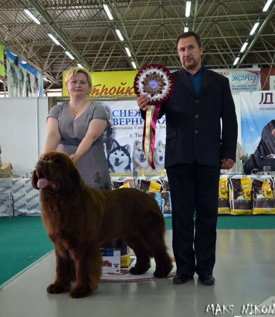Фото: ньюфаундленд Акватория Келвин Редс Бегин энд Вин (Aquatoriya Kelvin Reds Begin and Win), Татьяна Абутова