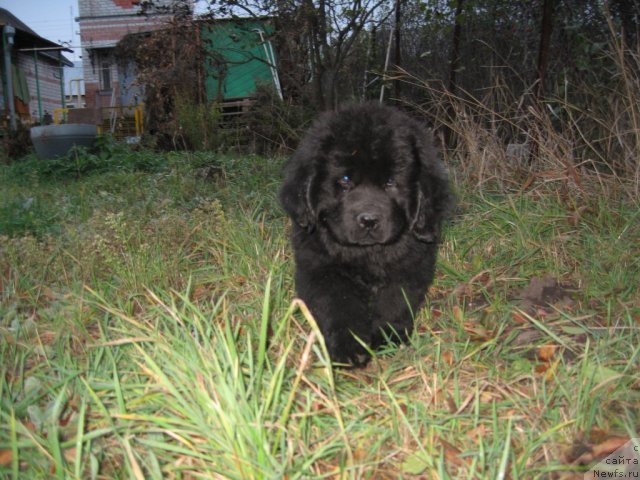Фото: ньюфаундленд Акватория Келвин Супермен