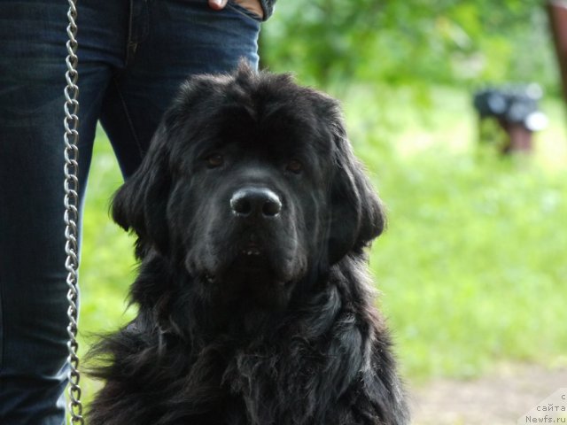 Фото: ньюфаундленд Рэш