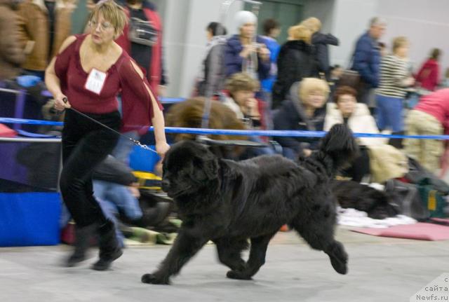 Фото: ньюфаундленд Гай Нью Спейс Престиж (Gay New Space Prestizh)