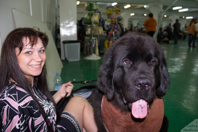 Фото: ньюфаундленд Дар Свезы Бесаме Мучо, Марина Глазырина