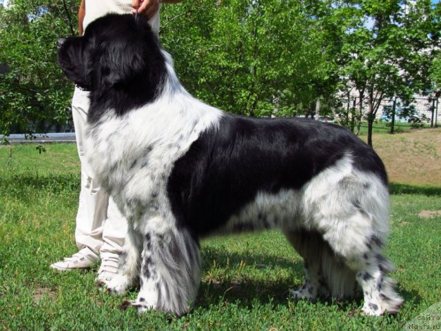 Фото: ньюфаундленд Плюшевая Панда Стиль-Санкт-Петербурга