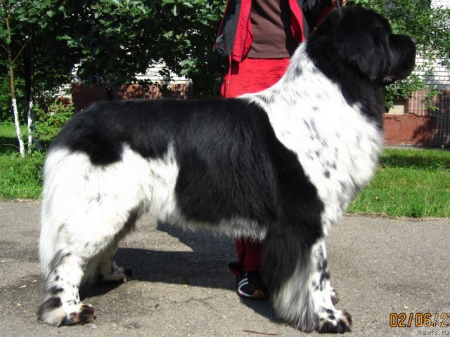 Фото: ньюфаундленд Плюшевая Панда Стиль-Санкт-Петербурга