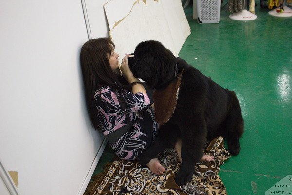 Фото: ньюфаундленд Дар Свезы Бесаме Мучо