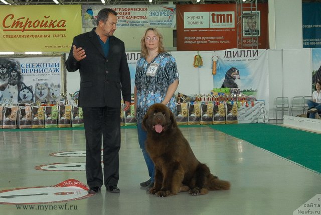 Фото: ньюфаундленд Акватория Келвин Редс Бегин энд Вин (Aquatoriya Kelvin Reds Begin and Win)