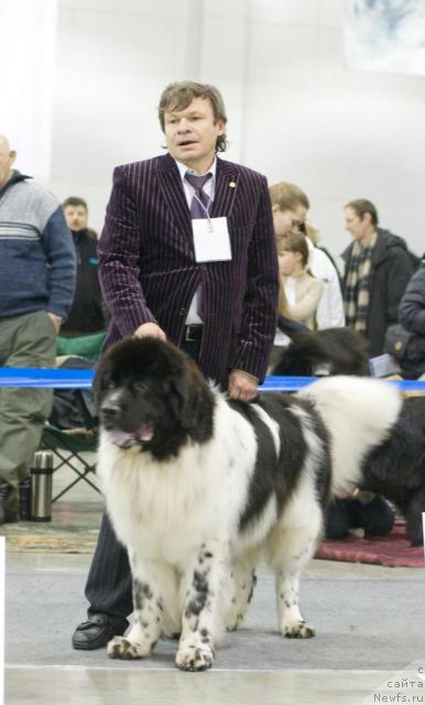 Фото: ньюфаундленд Даанич Шахматный Оскар (Daanich Shahmatny Oskar)