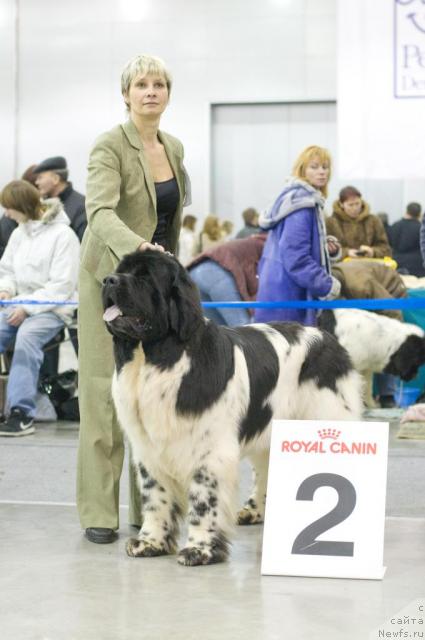 Фото: ньюфаундленд Супер Бизон Айсберг (Super Bizon Aisberg)