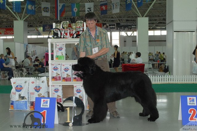 Фото: ньюфаундленд Акватория Келвин Премиум фром Никас