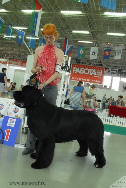 Фото: ньюфаундленд Флагман от Сибирского Медведя (Flagman ot Sibirskogo Medvedja)