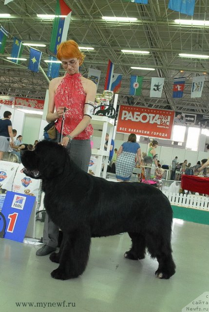 Фото: ньюфаундленд Флагман от Сибирского Медведя (Flagman ot Sibirskogo Medvedja)