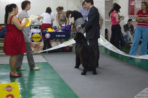 Фото: ньюфаундленд Дар Свезы Бесаме Мучо