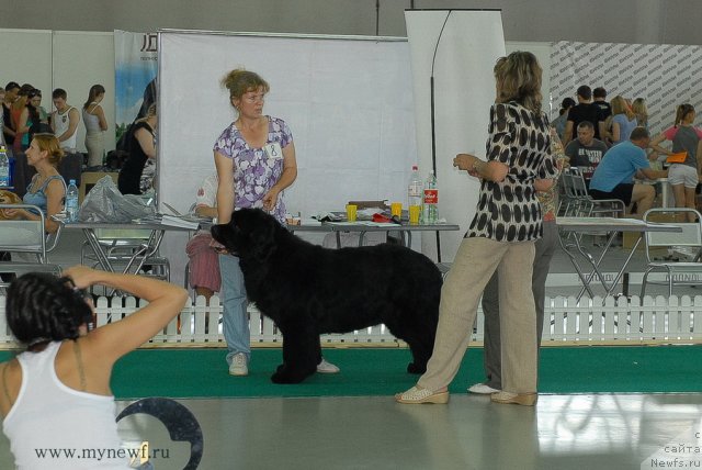 Фото: ньюфаундленд Фаворит Никас из Медвежьего Яра (Favorite Nika's iz Medvejyego Yara)