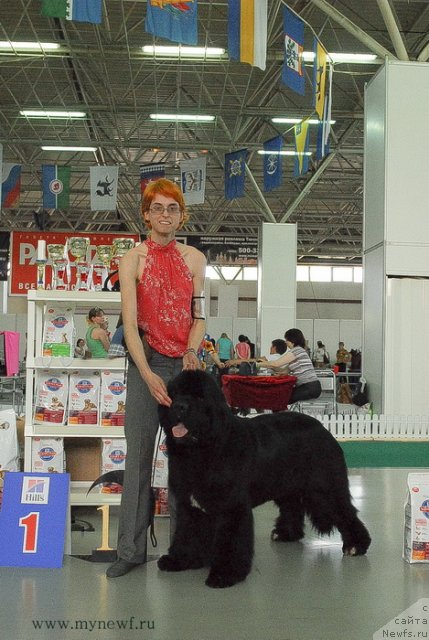 Фото: ньюфаундленд Флагман от Сибирского Медведя (Flagman ot Sibirskogo Medvedja)