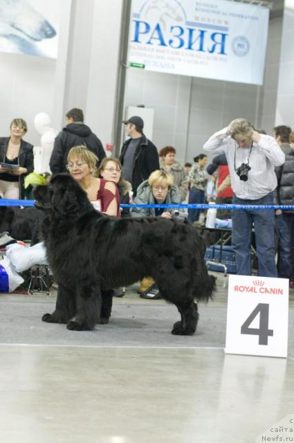 Фото: ньюфаундленд Гай Нью Спейс Престиж (Gay New Space Prestizh)