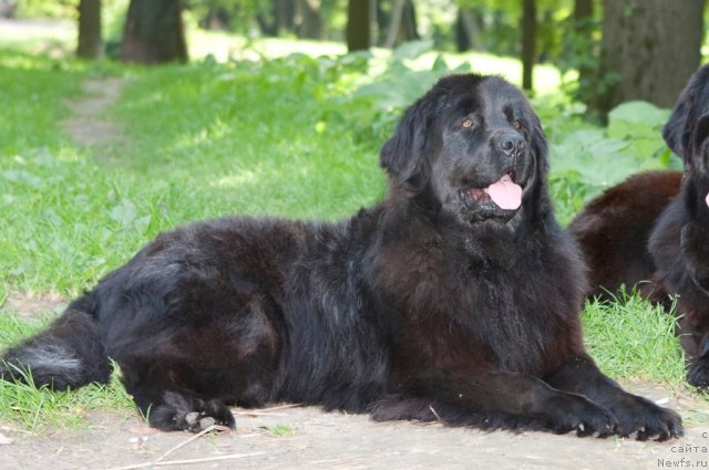 Фото: ньюфаундленд К-Леди Тиамо (K-Ledy Tiamo)