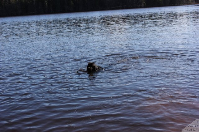 Фото: ньюфаундленд Дар Свезы Юника Сагитта (Dar Svezy Unika Sagitta)