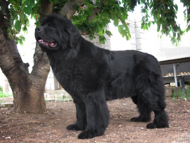 Фото: ньюфаундленд Сент Джонс София для Кара Дениз (Sent Djons Sofia Dlia Kara Deniz)