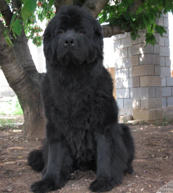 Фото: ньюфаундленд Сент Джонс София для Кара Дениз (Sent Djons Sofia Dlia Kara Deniz)