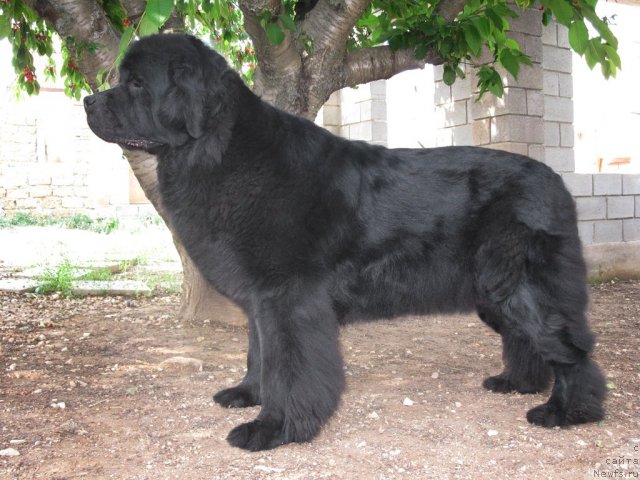 Фото: ньюфаундленд Сент Джонс София для Кара Дениз (Sent Djons Sofia Dlia Kara Deniz)