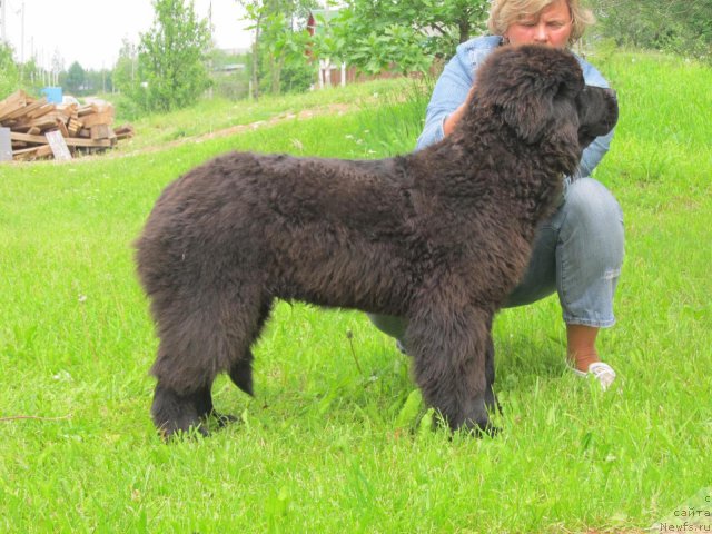 Фото: ньюфаундленд Бэлла Мосс Арвэль