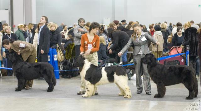 Фото: ньюфаундленд Dolce Amico Chaya, ньюфаундленд Веснушка на Счастье (Vesnushka na Shastie), ньюфаундленд Акватория Келвин Голден Спирит (Aquatoriya Kelvin Golden Spirit)