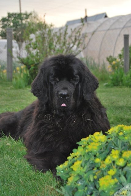 Фото: ньюфаундленд Формула Любви от Сибирского Медведя