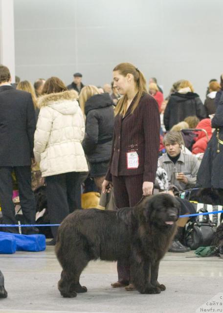 Фото: ньюфаундленд Валькирия Калипса