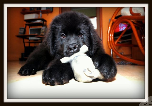 Фото: ньюфаундленд Донатс Прайд Брэд Питт