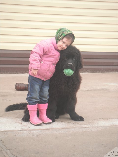 Фото: ньюфаундленд Кумир Сибири от Марлеон Дусвик