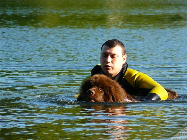 Фото: ньюфаундленд Ньюфорт Прадо