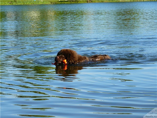 Фото: ньюфаундленд Ньюфорт Прадо
