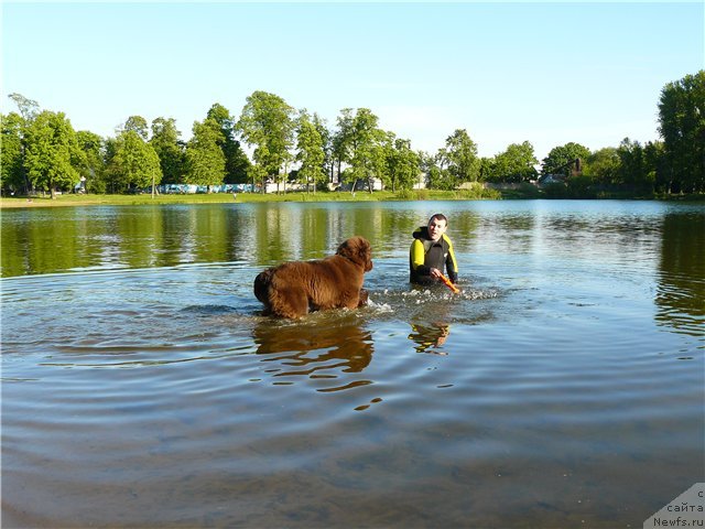 Фото: ньюфаундленд Ньюфорт Прадо