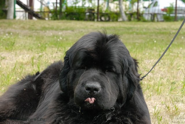 Фото: ньюфаундленд Акватория Келвин Королева Марго