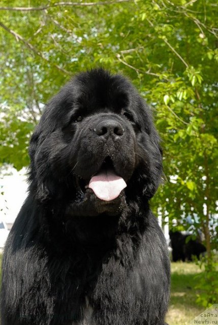 Фото: ньюфаундленд Флагман от Сибирского Медведя (Flagman ot Sibirskogo Medvedja)
